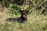 PINSCHER NAIN 104